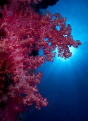Soft coral and sun. Oly C5050 by Rand Mcmeins 